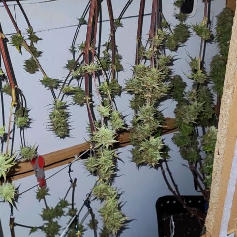 Apple Fritter growlog timeline photo