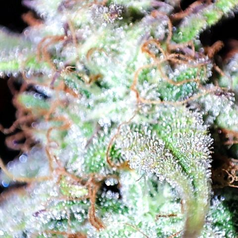 Apple Fritter growlog timeline photo