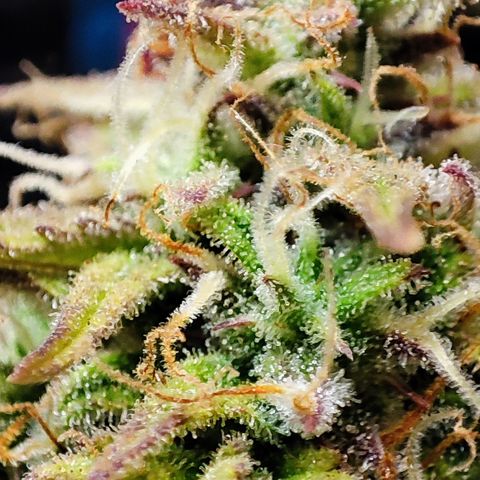 Sweet ZZ growlog timeline photo