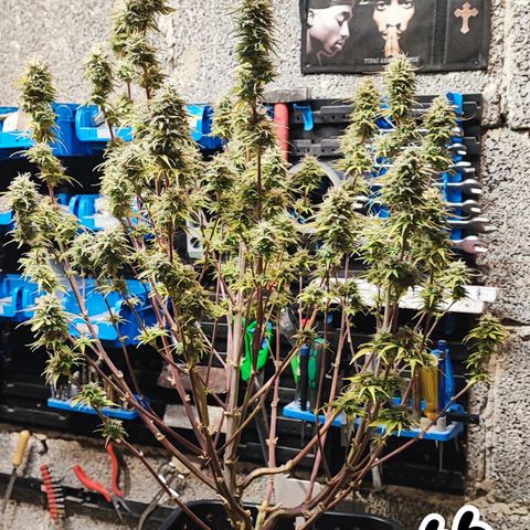 Sweet ZZ growlog timeline photo
