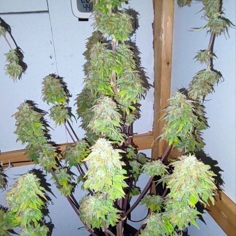 Purple Punch Auto  growlog timeline photo