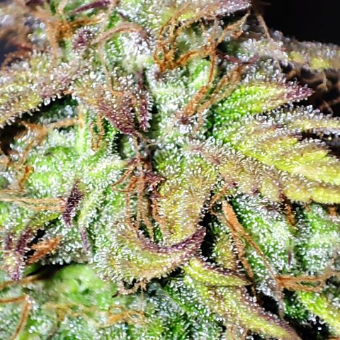 Purple Punch Auto  growlog timeline photo