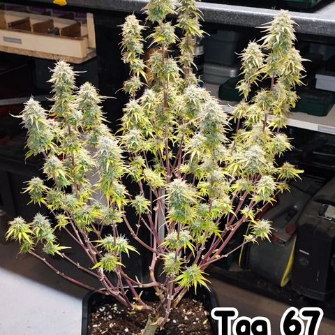 Sweet ZZ growlog timeline photo