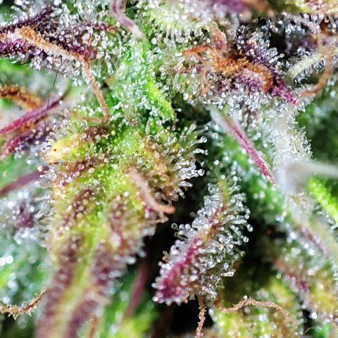 Sweet ZZ growlog timeline photo