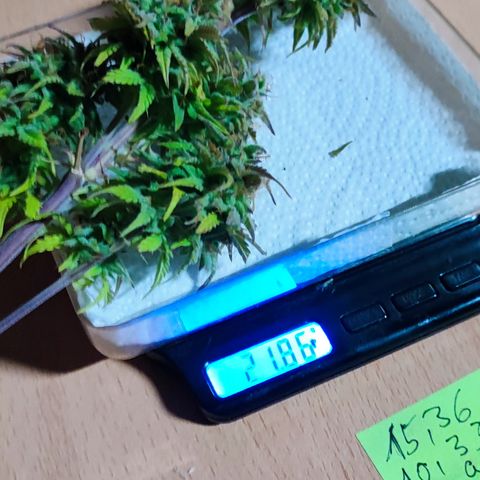Purple Punch Auto  growlog timeline photo