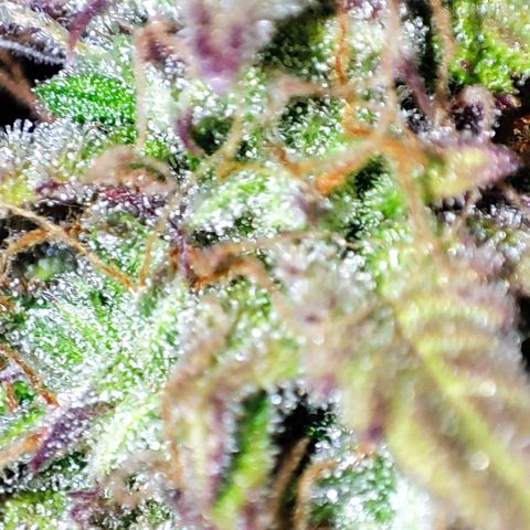 Purple Punch Auto  growlog timeline photo