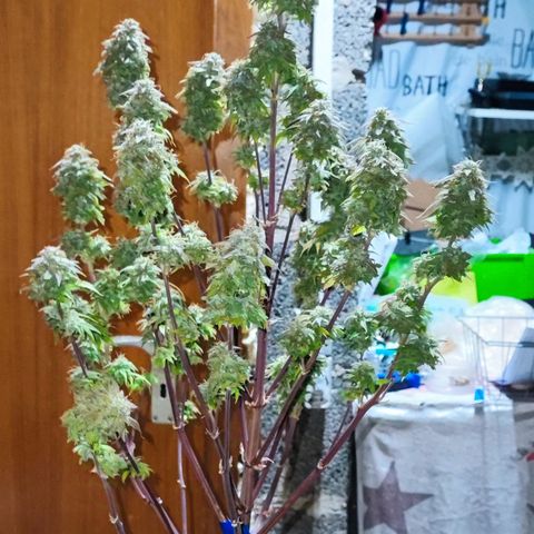 Purple Punch Auto  growlog timeline photo