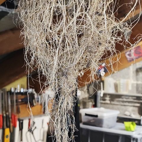 Apple Fritter growlog timeline photo