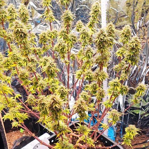 Sweet ZZ growlog timeline photo