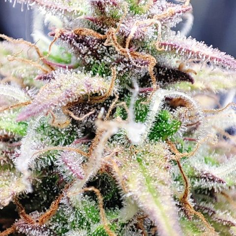 Sweet ZZ growlog timeline photo