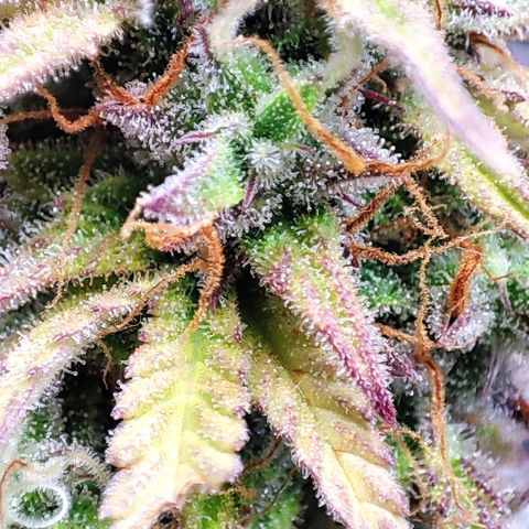 Sweet ZZ growlog timeline photo
