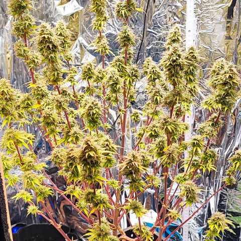 Sweet ZZ growlog timeline photo