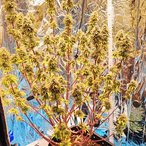 Sweet ZZ growlog timeline photo