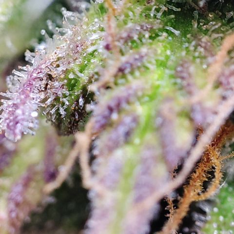 Sweet ZZ growlog timeline photo