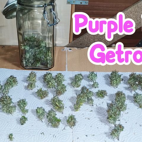 Purple Punch Auto  growlog timeline photo