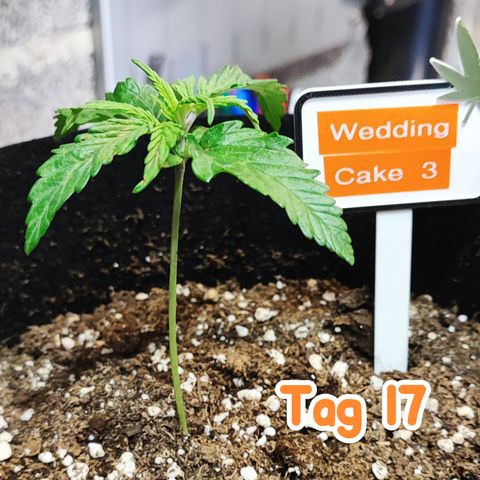 Wedding Cake 3 growlog timeline photo