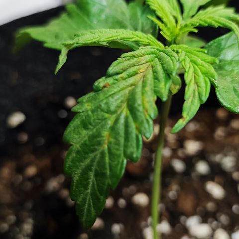 Wedding Cake 3 growlog timeline photo