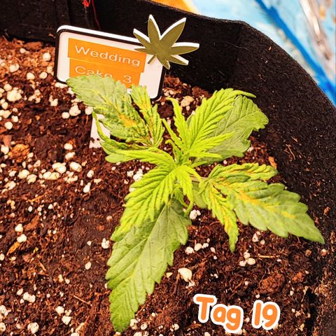 Wedding Cake 3 growlog timeline photo