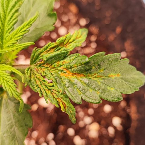 Wedding Cake 3 growlog timeline photo