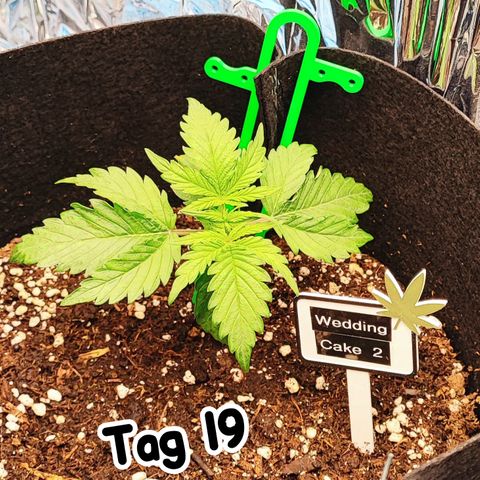 Wedding Cake 2 growlog timeline photo