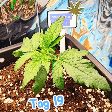 Wedding Cake 1 growlog timeline photo