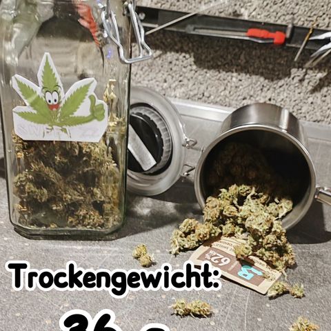 Sweet ZZ growlog timeline photo