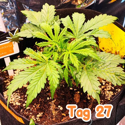 Wedding Cake 3 growlog timeline photo
