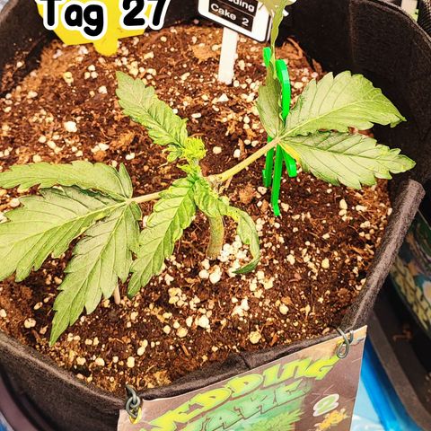 Wedding Cake 2 growlog timeline photo