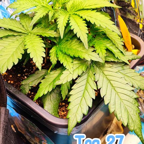 Wedding Cake 1 growlog timeline photo