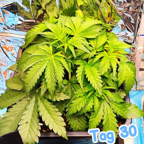 Wedding Cake 1 growlog timeline photo