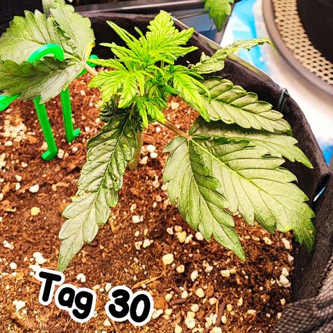 Wedding Cake 2 growlog photo: Leider abgebrochen, aber es bildet sich doch noch ein neuer Trieb