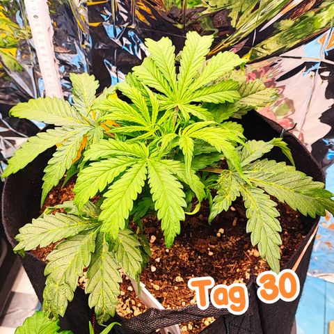 Wedding Cake 3 growlog photo: Hängt den Anderen deutlich hinterher 