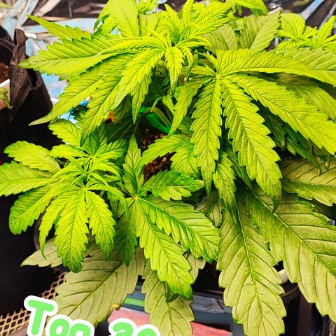Apple Fritter Auto growlog timeline photo