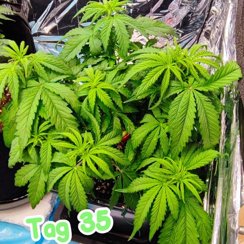 Apple Fritter Auto growlog timeline photo