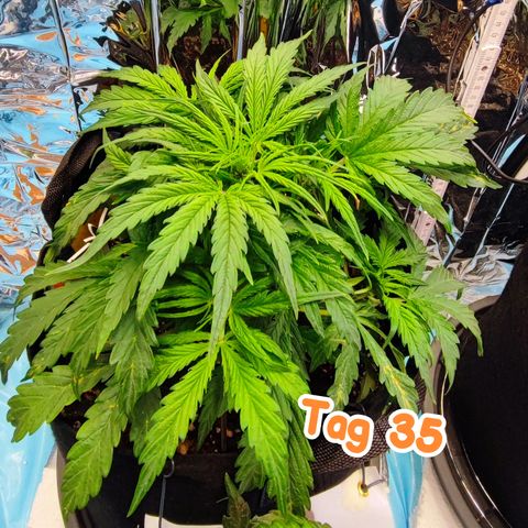Wedding Cake 3 growlog timeline photo