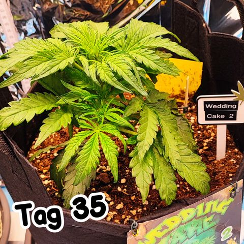 Wedding Cake 2 growlog timeline photo