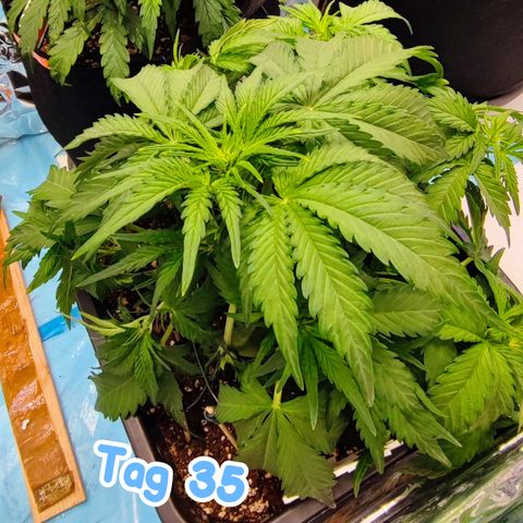 Wedding Cake 1 growlog timeline photo