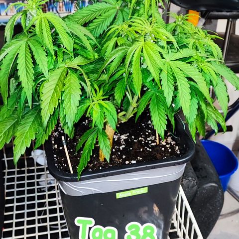 Apple Fritter Auto growlog timeline photo