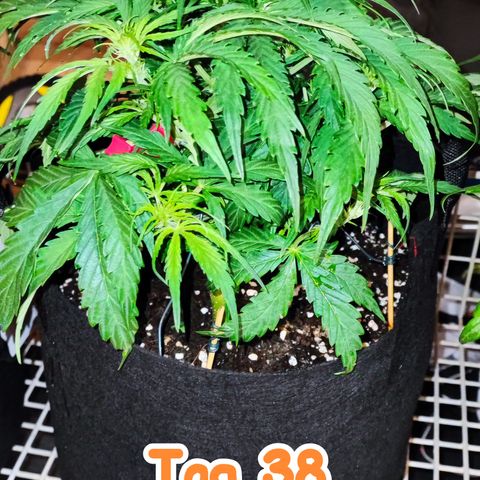 Wedding Cake 3 growlog timeline photo