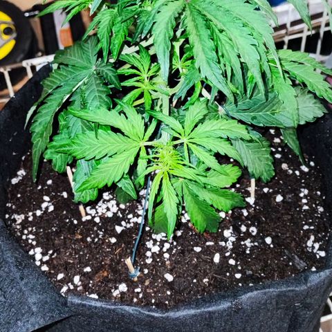 Wedding Cake 2 growlog timeline photo