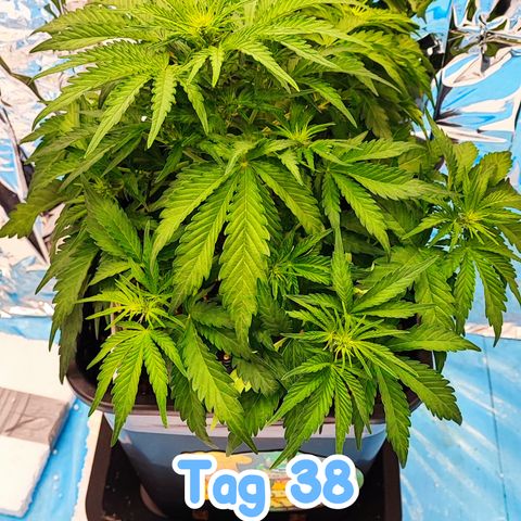 Wedding Cake 1 growlog timeline photo