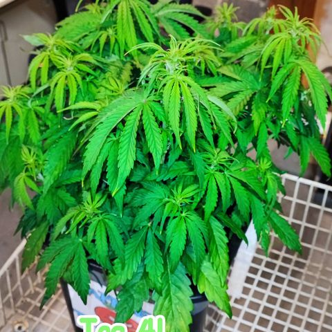 Apple Fritter Auto growlog timeline photo
