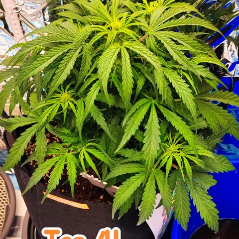 Wedding Cake 3 growlog timeline photo