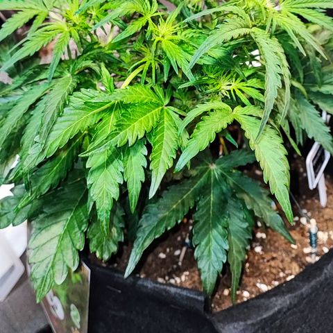 Wedding Cake 2 growlog timeline photo
