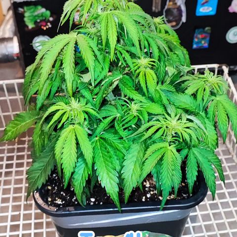Wedding Cake 1 growlog timeline photo