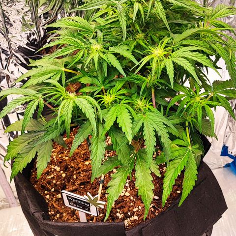Wedding Cake 2 growlog timeline photo