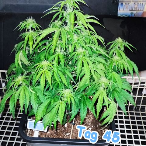 Wedding Cake 1 growlog timeline photo