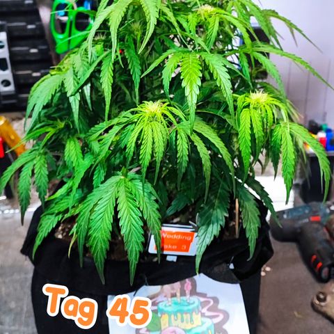 Wedding Cake 3 growlog timeline photo