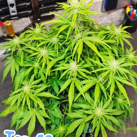 Wedding Cake 1 growlog timeline photo