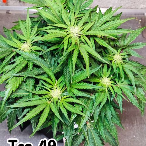 Wedding Cake 2 growlog timeline photo